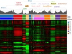 Fig S1(A). mRNA expression clustering of 12 Pan-Cancer tumor types