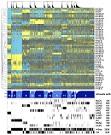Fig S1(B). miRNA expression clustering of 12 Pan-Cancer tumor types
